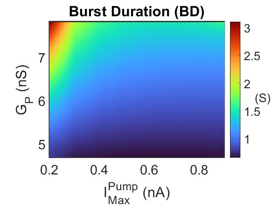 Showcase Image for Investigation of a Mechanism of Interaction of Persistent Na+ and Na+/K+ Pump Currents Supporting Bursting Activity in a Leech Heart Oscillator Neuron