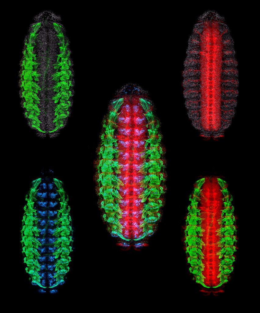 Showcase Image for Cold Nociception and the 13D08, 36E08 GAL4 Drivers in Bilateral Contraction in Drosophila melanogaster Larvae 
