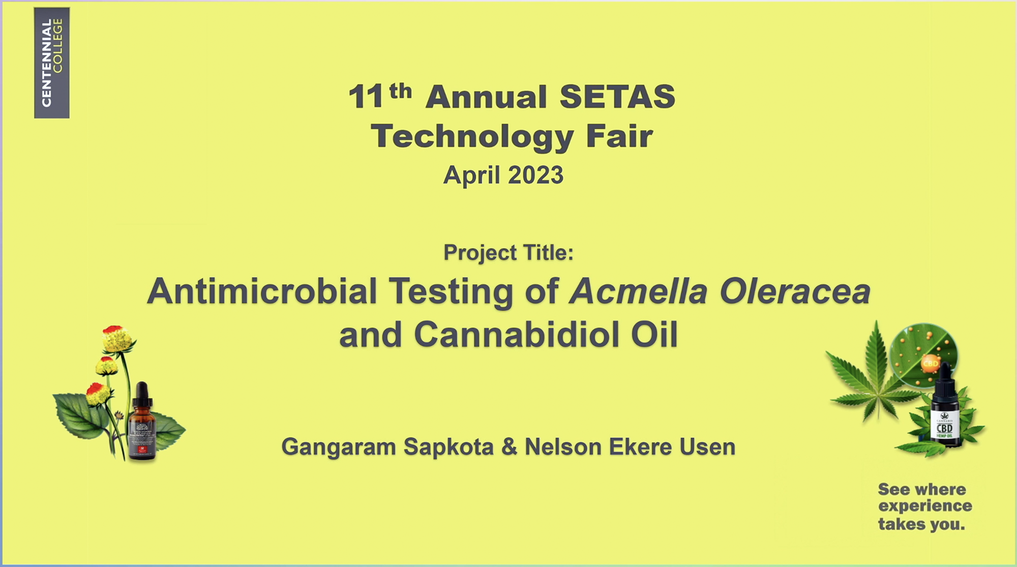 Showcase Image for Antimicrobial Testing of Acmella Oleracea and Cannabidiol Oil
