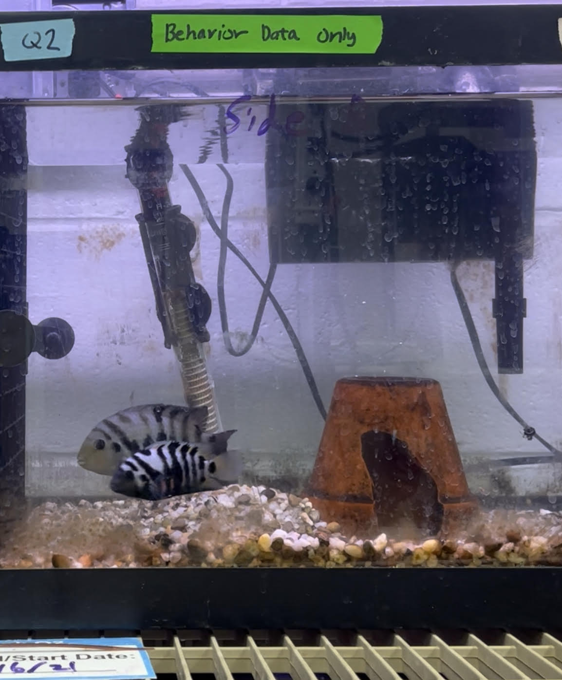 Showcase Image for A Tale of Love and War: Exploring The Role of Cortisol Sychrony in Convict Cichlid Pair Bonding