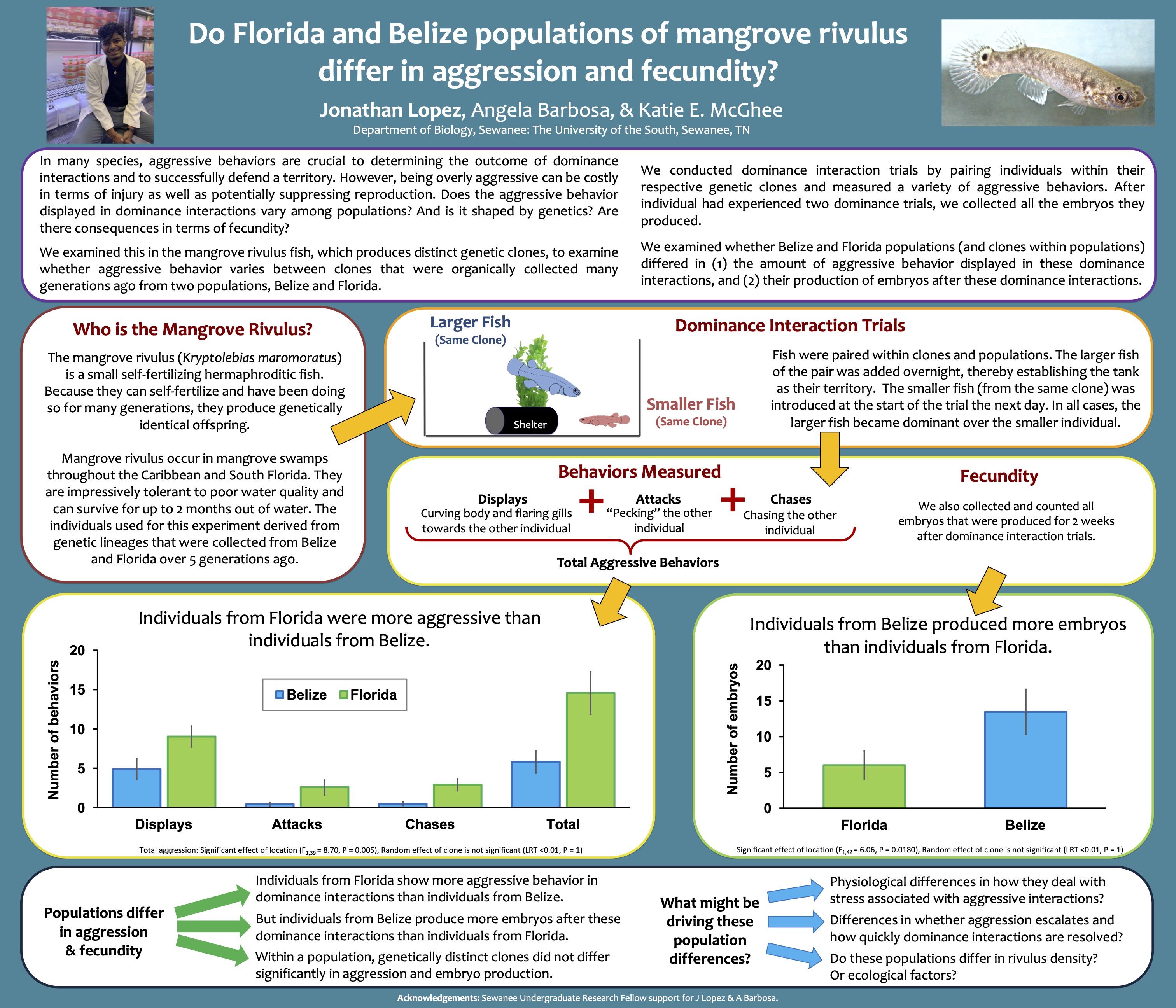 Showcase Image for Do Florida and Belize populations of mangrove rivulus differ in aggression and fecundity?