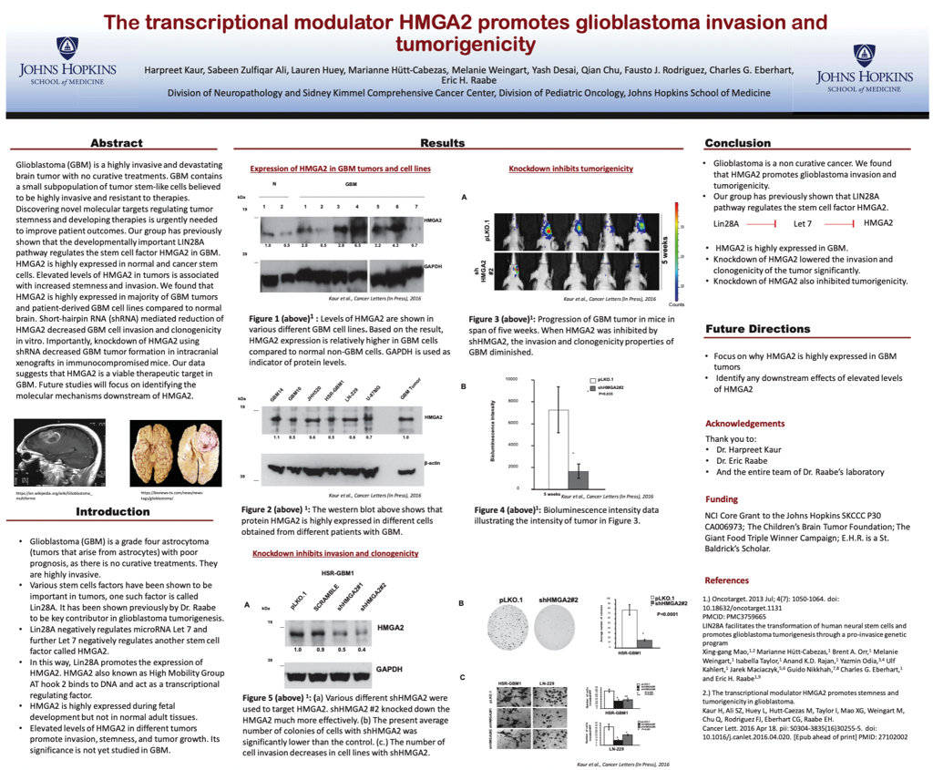 Showcase Image for The transcriptional modulator HMGA2 promotes glioblastoma invasion and tumorigenicity