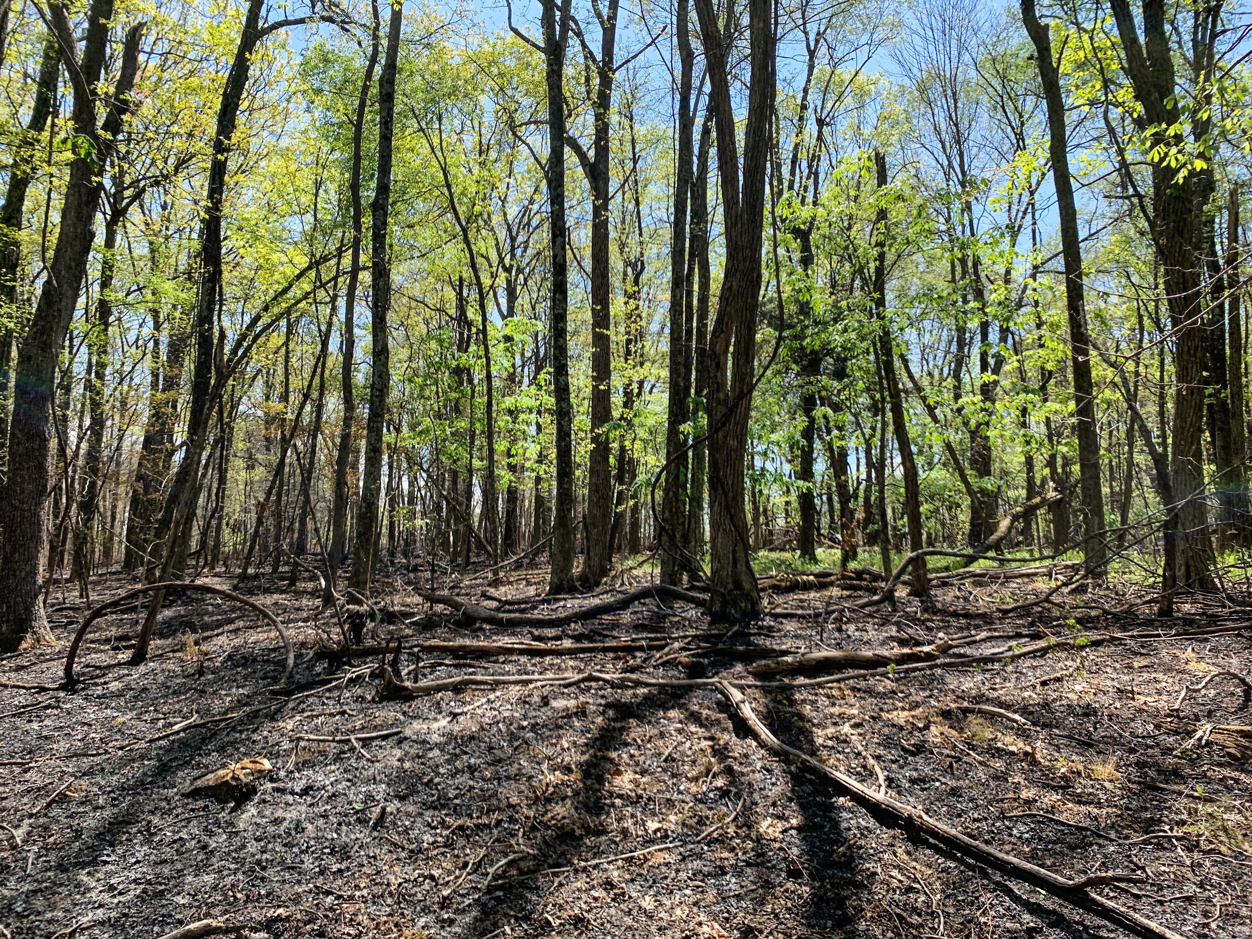Showcase Image for Testing the Effectiveness of Carbon Sequestration Credits on the Retention of Timberland Area 