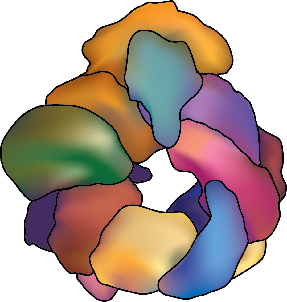 Showcase Image for Proteostatic Mechanisms Influence Huntingtin and Ataxin Protein Aggregation in Dendrites