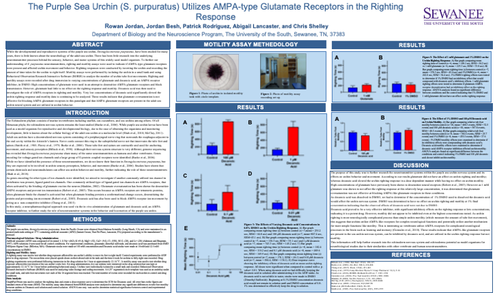 Showcase Image for The Purple Sea Urchin (S. purpuratus) Utilizes AMPA-type Glutamate Receptors in the Righting Response