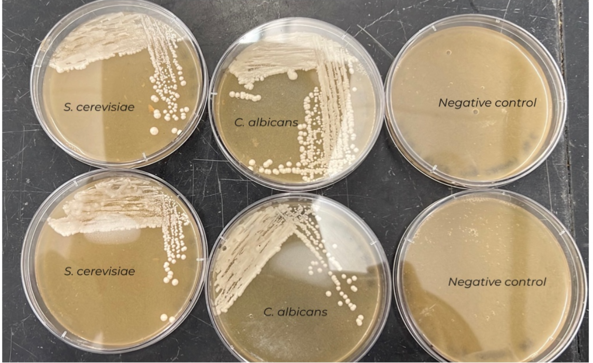 Showcase Image for A Novel Mycological Medium Using Cassava and Soybean Extracts