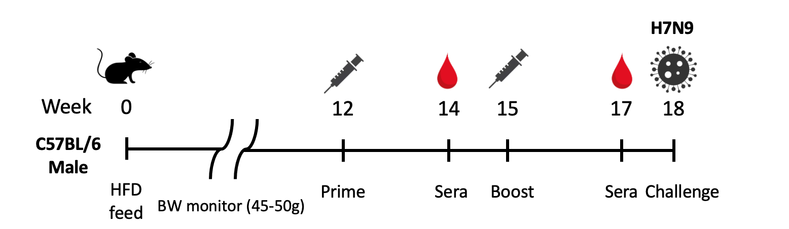 Showcase Image for Obesity generated by High Fat Diet & Vaccine Efficacy