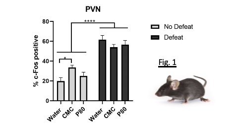 Showcase Image for Social stress-induced c-Fos expression in mice that consume dietary emulsifiers