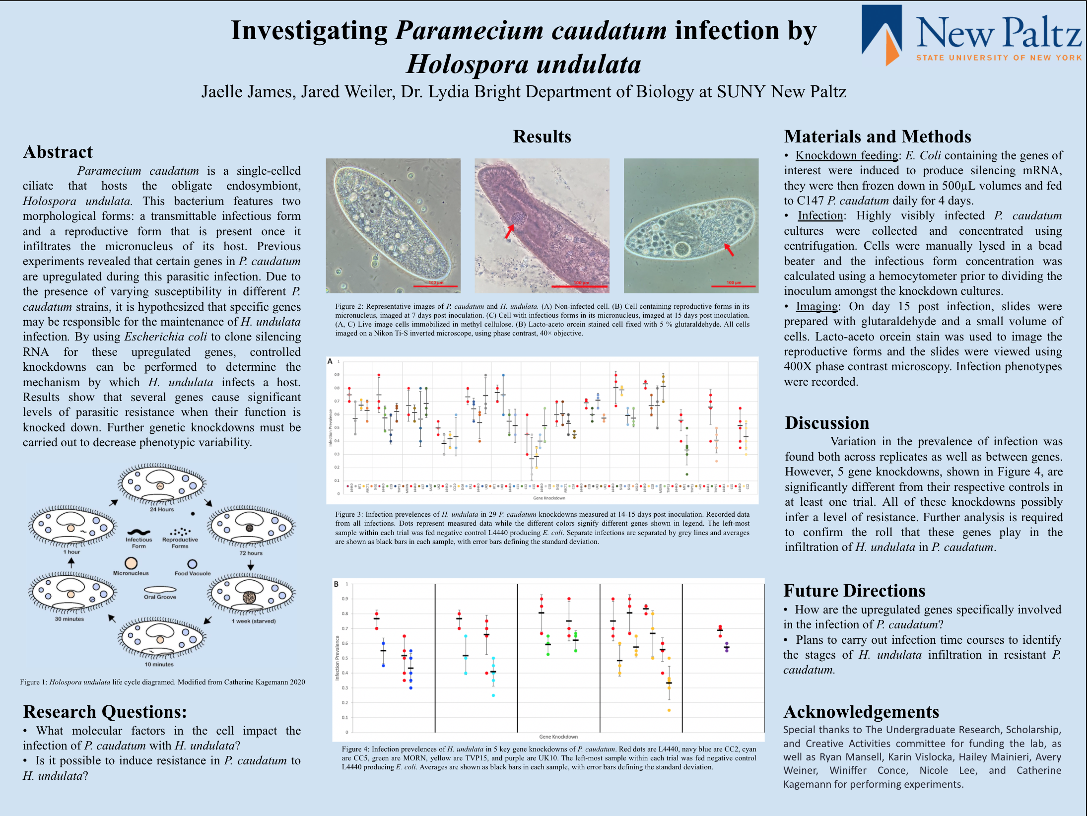 Showcase Image for Investigating Paramecium caudatums Response to Infection