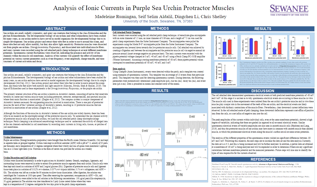 Showcase Image for Analysis of Ionic Currents in Purple Sea Urchin Protractor Muscles 