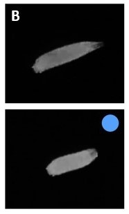 Showcase Image for Investigating the role of reactive oxygen species (ROS) signaling in regulating noxious cold-evoked nociceptive behavior in Drosophila melanogaster