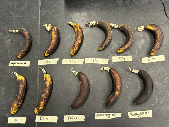 Showcase Image for SBP 43 - Enhancing banana, raspberry and blackberry shelf life: edible oil-infused edible coating for sustainable preservation