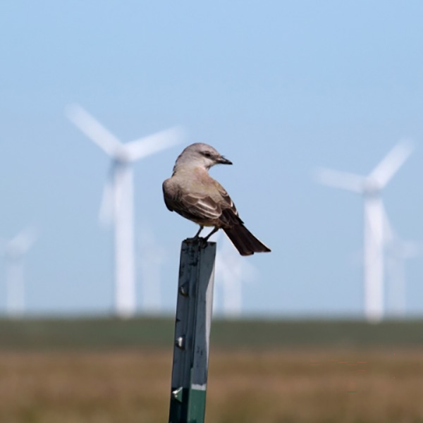 Showcase Image for Best Management Practices for Future Wind Development in Canadas Grasslands
