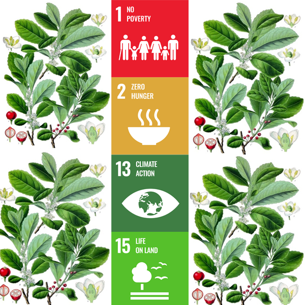 Showcase Image for Can agroforestry facilitate sustainability in yerba mate production? A synthesis of literature and recommendations through the lens of the UN SDGs.