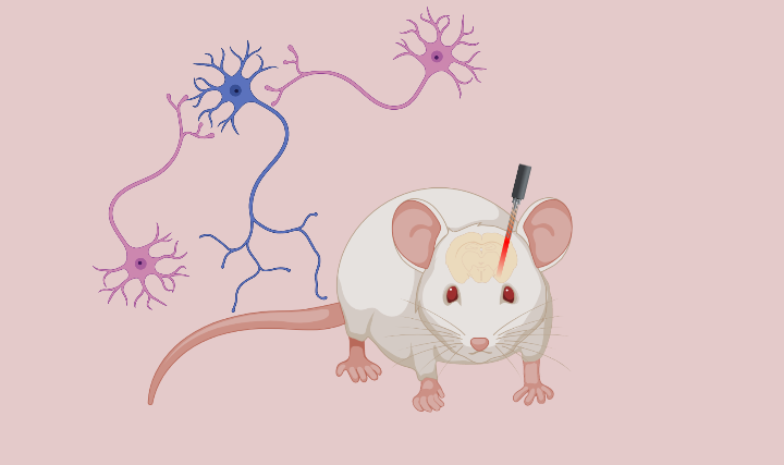 Showcase Image for Postprandial optogenetic inhibition of dorsal-intermediate hippocampal projections may affect  energy intake in male rats
