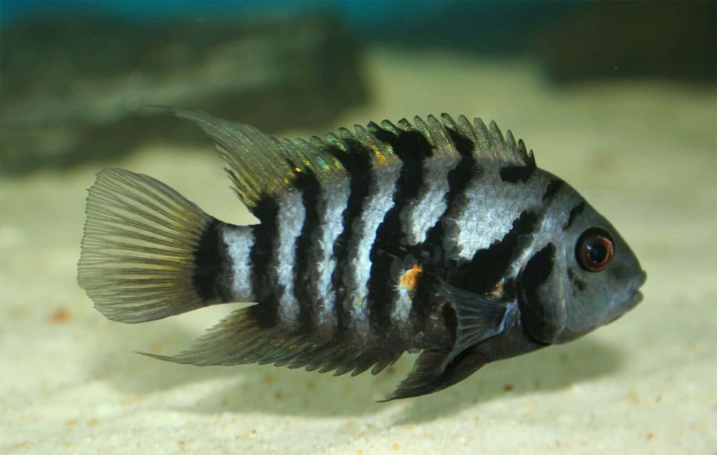 Showcase Image for How Personality Affects Stress Reactivity in Convict Cichlids 