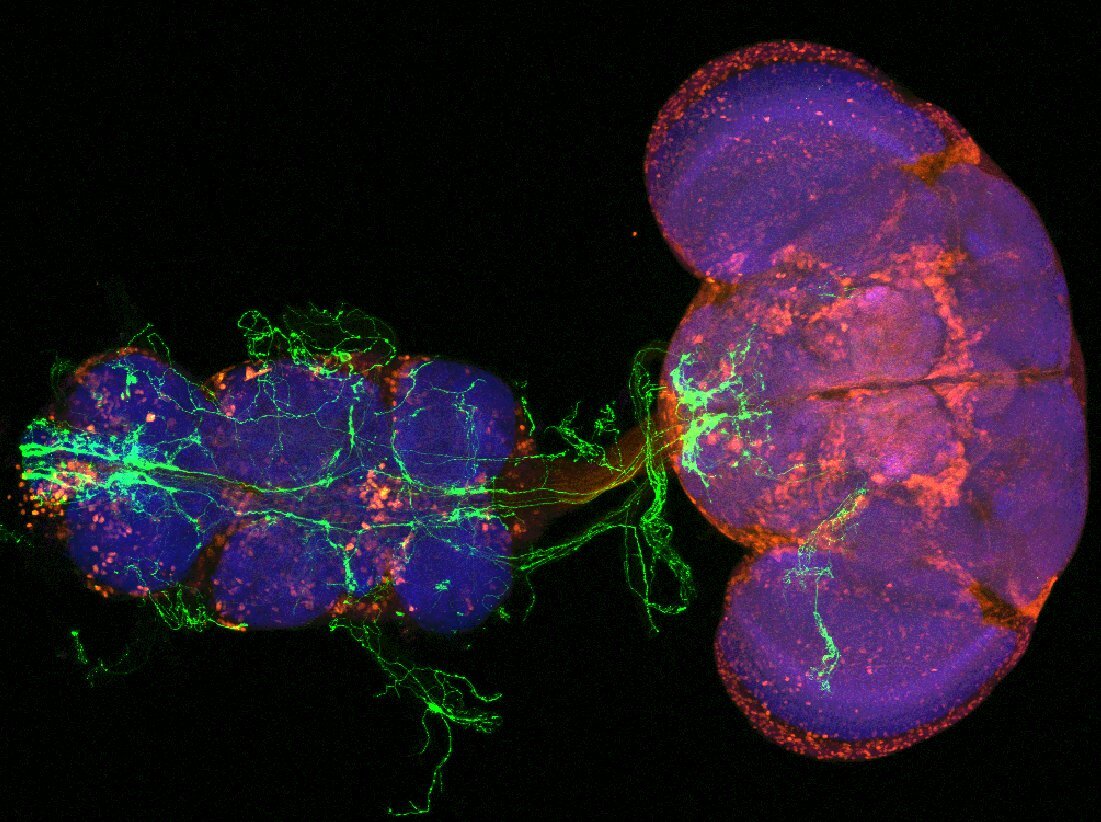 Showcase Image for EFFICACY OF SPECIFIC GAL4 NEURAL CIRCUITS IN DETERMINING COLD NOCICEPTION IN DROSOPHILA MELANOGASTER LARVAE
