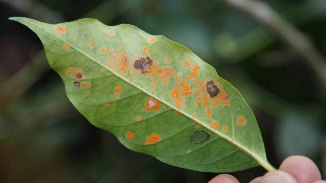 Showcase Image for Impacts of Climate Change and Strategies on Small Holder Coffee Plantations in Latin America 