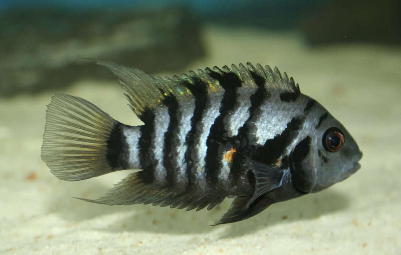 Showcase Image for The Function of Transcription Factors Isl1 and Dlx2 in Striatal Development and Pair Bond Formation of Monogamous Convict Cichlids