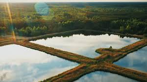 Showcase Image for Religious Animal Release: An Understudied Pathway for Invasive Species in Urban Stormwater Ponds in Brampton, Ontario