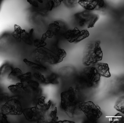 Showcase Image for Nanopipette Assisted Crystallization of Lipoic Acid