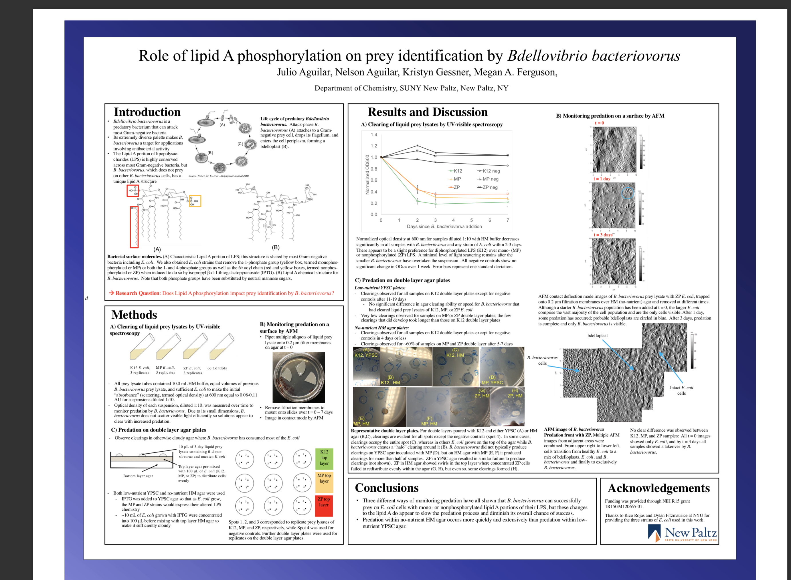 Showcase Image for Role of Lipid A Phosphorylation on Prey Identification by Bdellovibrio Bacteria 