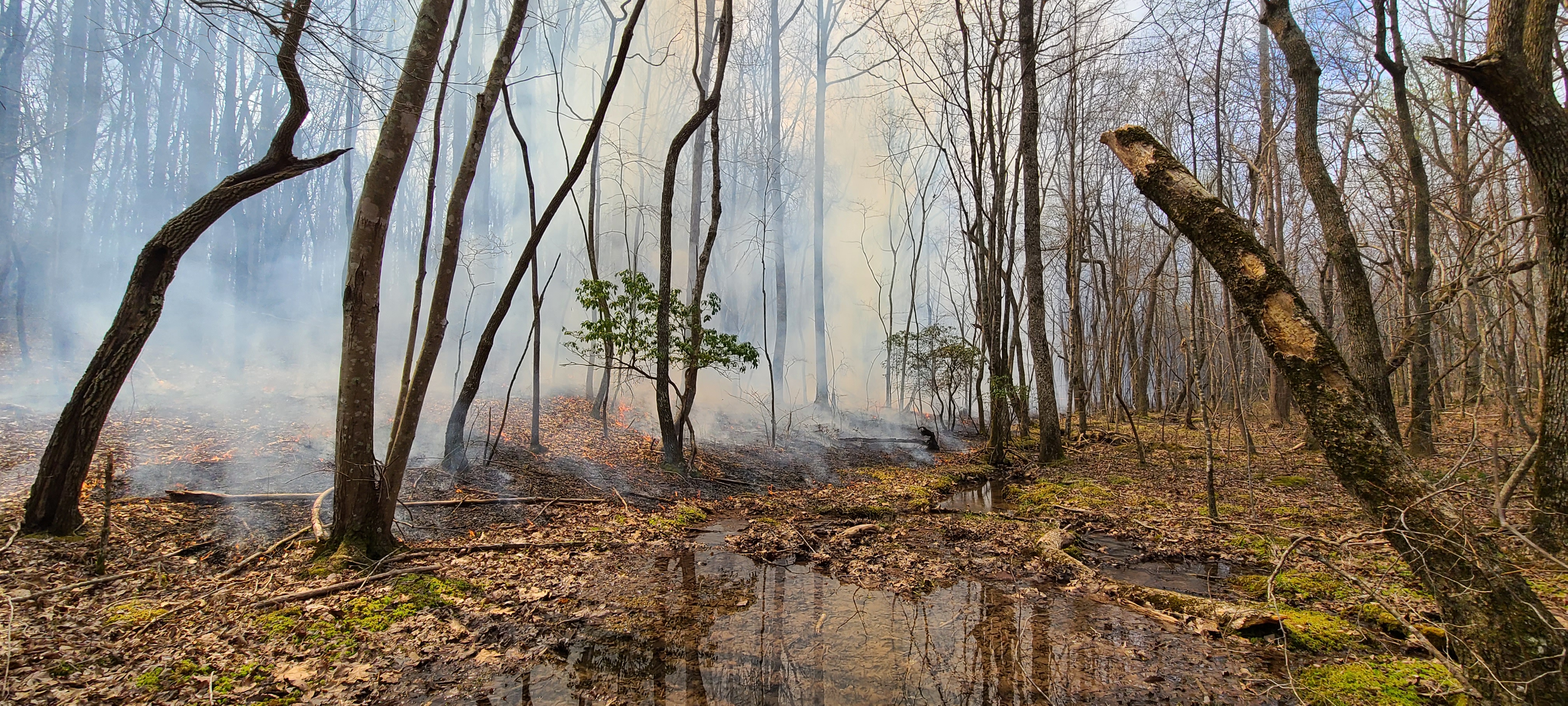 Showcase Image for Effects of Prescribed Fire on Stream Water Quality in a Forested Watershed