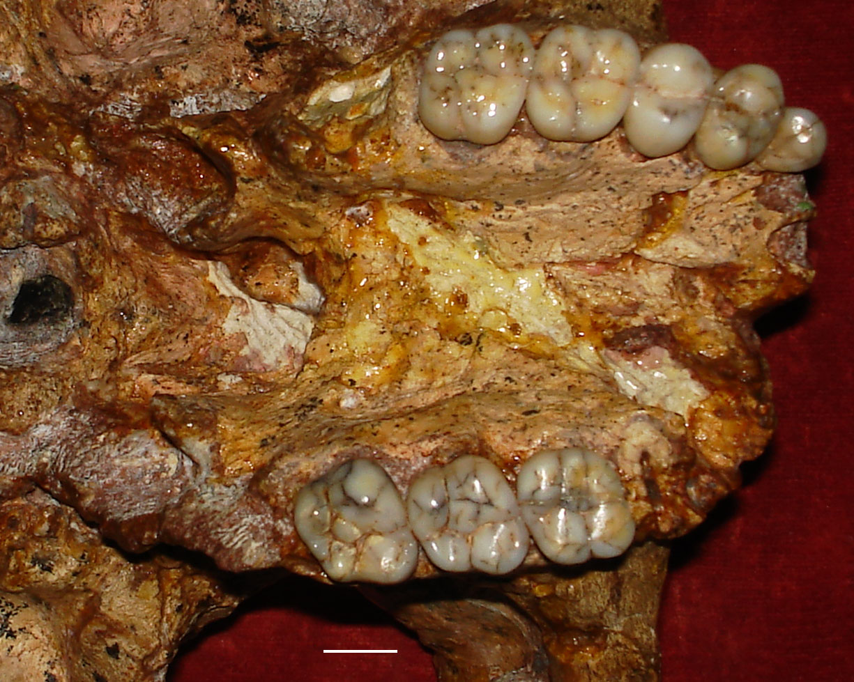 Showcase Image for Comparing dietary proclivities in Pleistocene fossil primates from Swartkrans cave, South Africa using dental microwear.