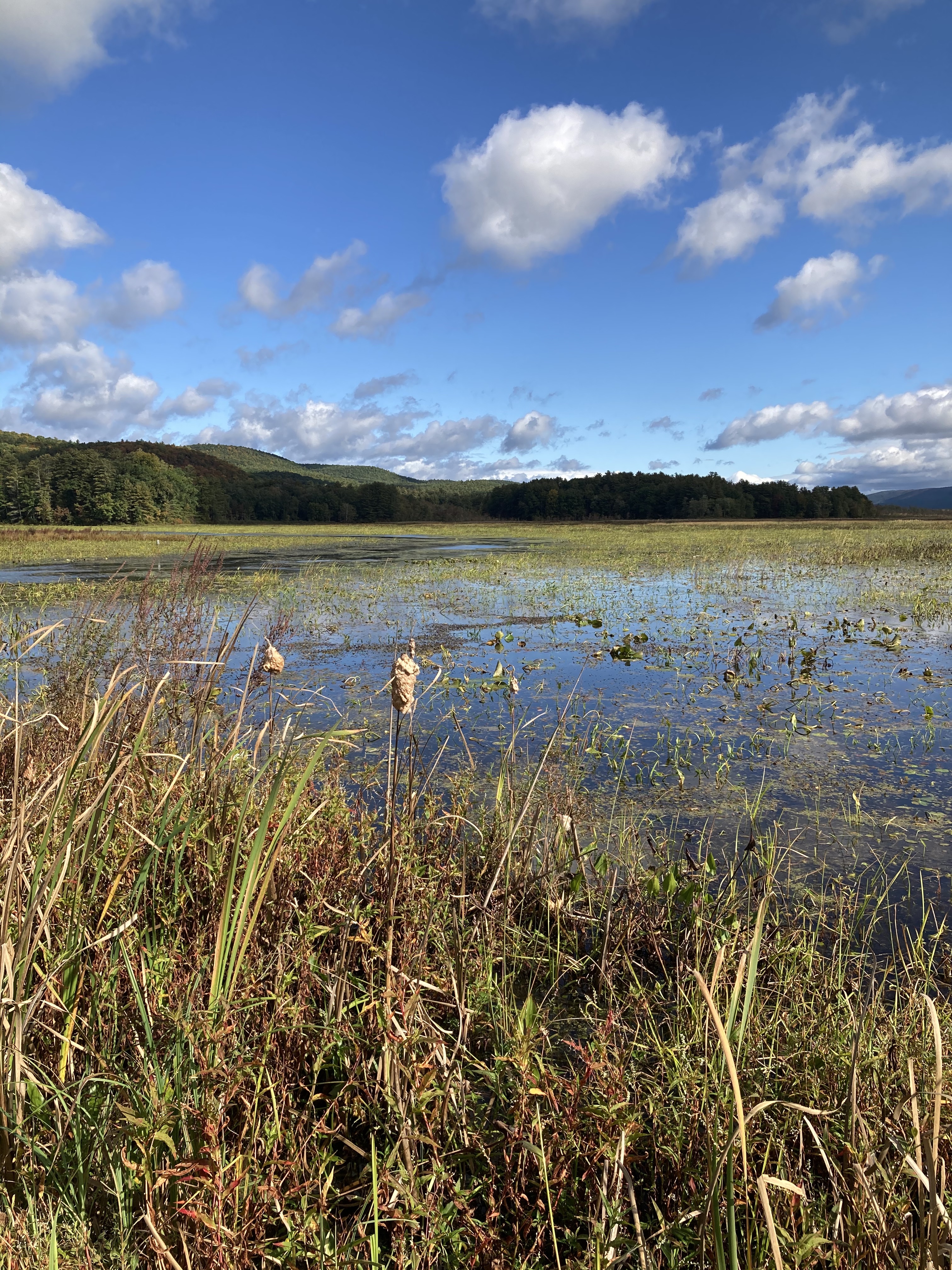 Showcase Image for Sampling of Local Lakes to Assess Paramecium Diversity and Distribution