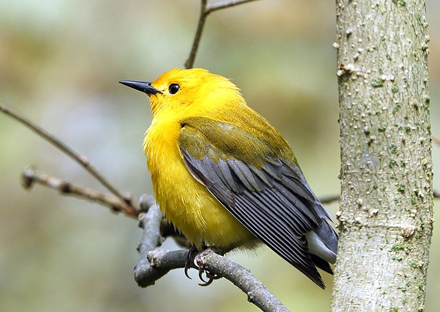 Showcase Image for Preferences for Nesting Sites in Prothontary Warblers (Protonotaria citrea)