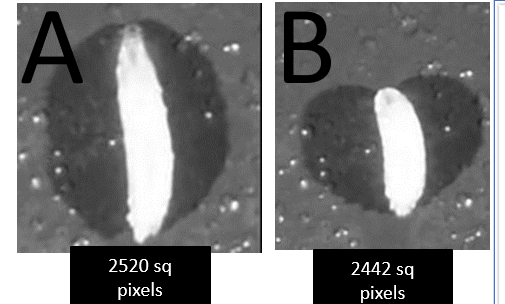 Showcase Image for Investigating the Neural Mechanisms Mediating Cold Nociception in Drosophila