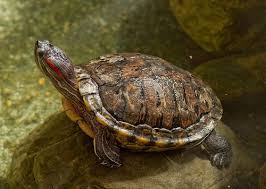 Showcase Image for Water Pollution effect on Trachemys scripta elegans Distribution in North America