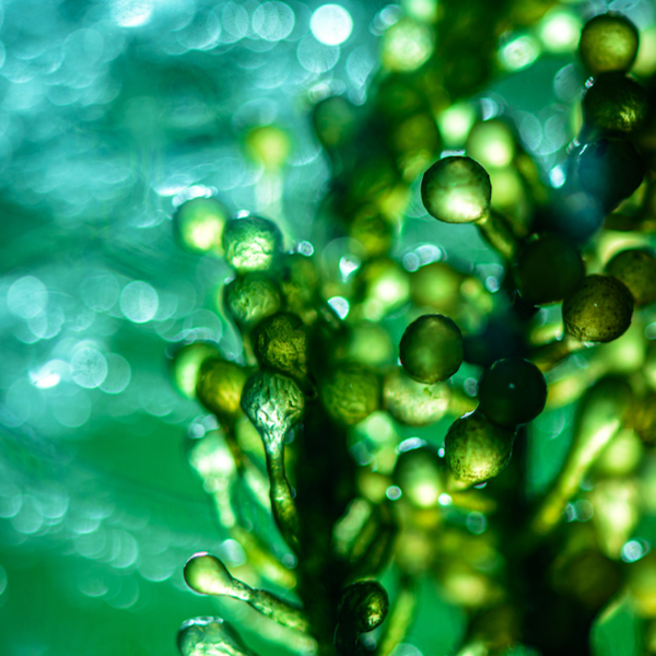 Showcase Image for Potential of Utilizing Microalgae Grown in Wastewater Within the Agriculture Industry 