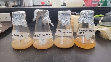 Showcase Image for SBP 47 - Development of Banana Sap-based Antiseptic against common hemolytic bacteria and fungi infecting wounds