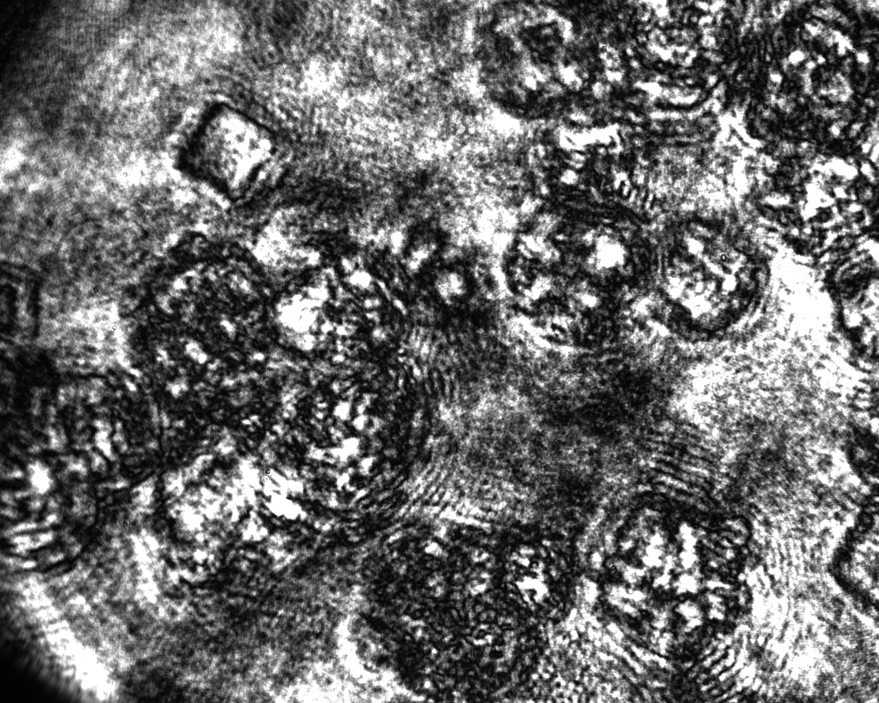 Showcase Image for Torque Mapping through Polarimetry