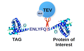 Showcase Image for Expression and Purification of TEV Protease