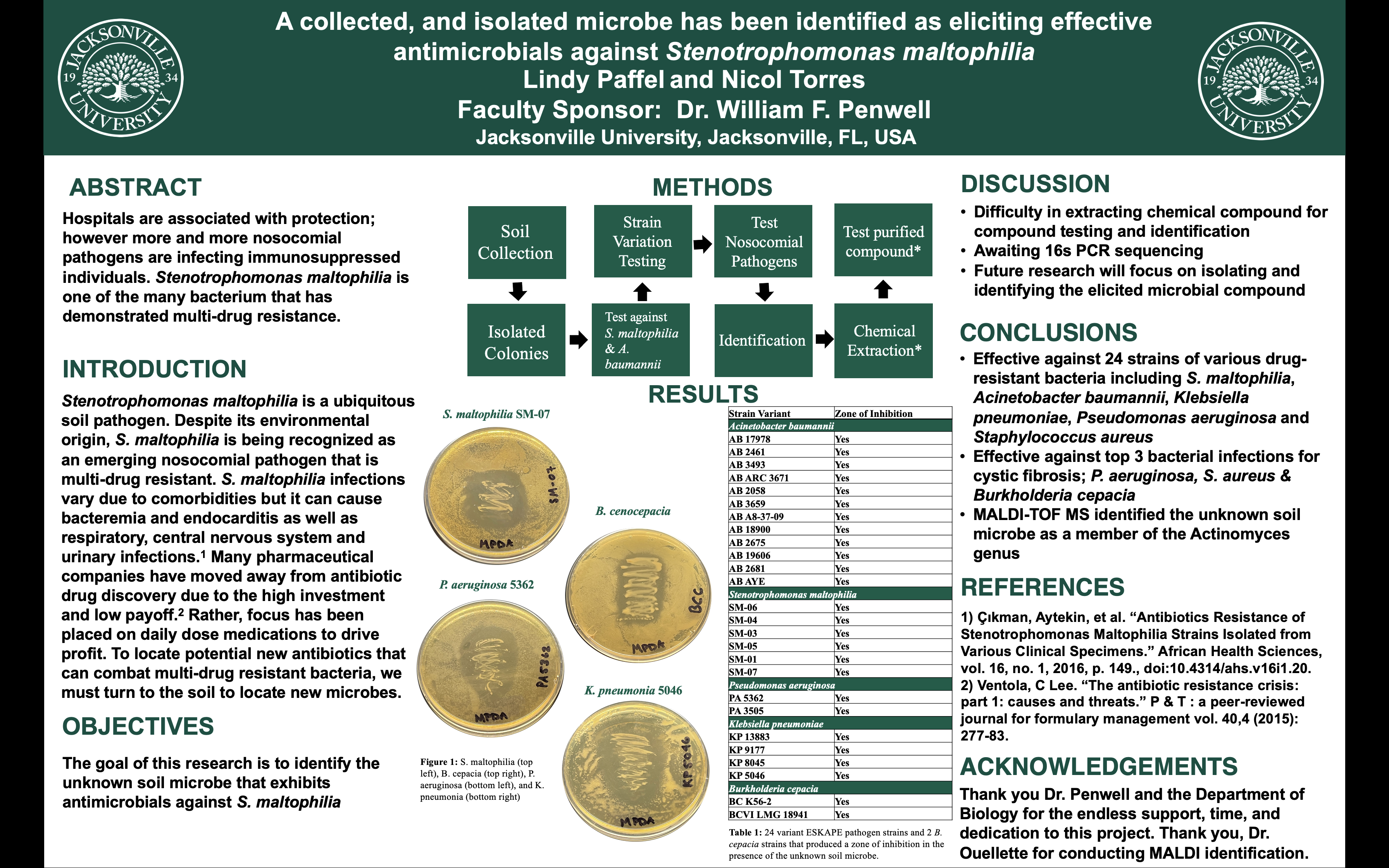 Showcase Image for A collected, and isolated microbe has been identified as eliciting effective antimicrobials against Stenotrophomonas maltophilia 