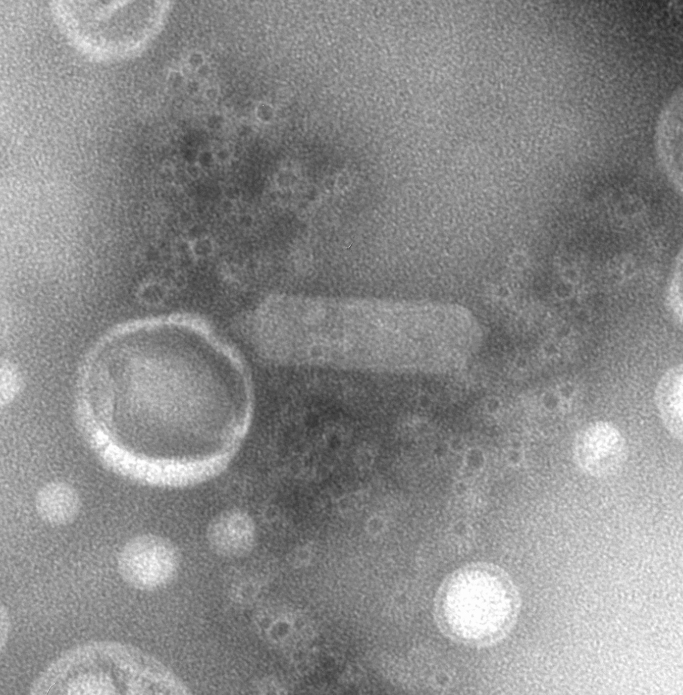 Showcase Image for Physiological, Morphological and Biocontrol Treatment Evaluation of Newly Isolated Bacteriophage Against Salmonella choleraesuis
