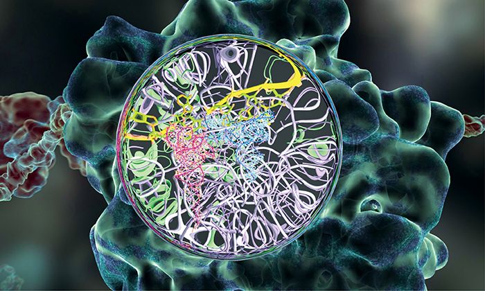Showcase Image for Different ribosomal proteins play an individual role in dendritic complexity in Drosophila melanogaster larvae
