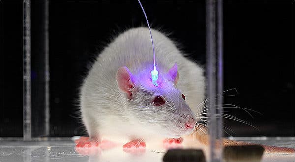 Showcase Image for Optogenetic Stimulation of BNST Vasopressin Neurons Increases  Sex-Specific Social Approach and Communication in Mice 