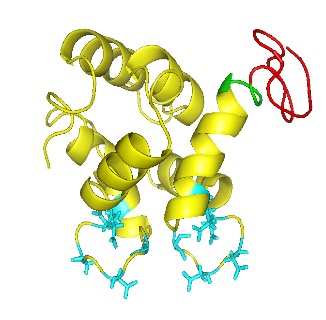 Showcase Image for Optimizing Purification of Collagen targeted Protein MRI contrast agent for early Detection