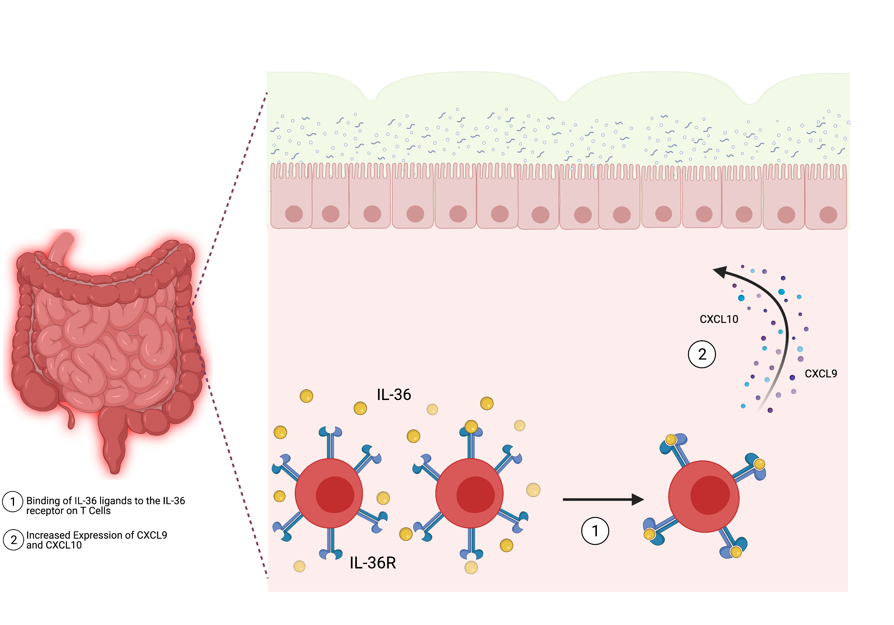 Showcase Image for Signaling via IL-36R in CD4+ T Cells Induces the Expression of CXCL9 and CXCL10
