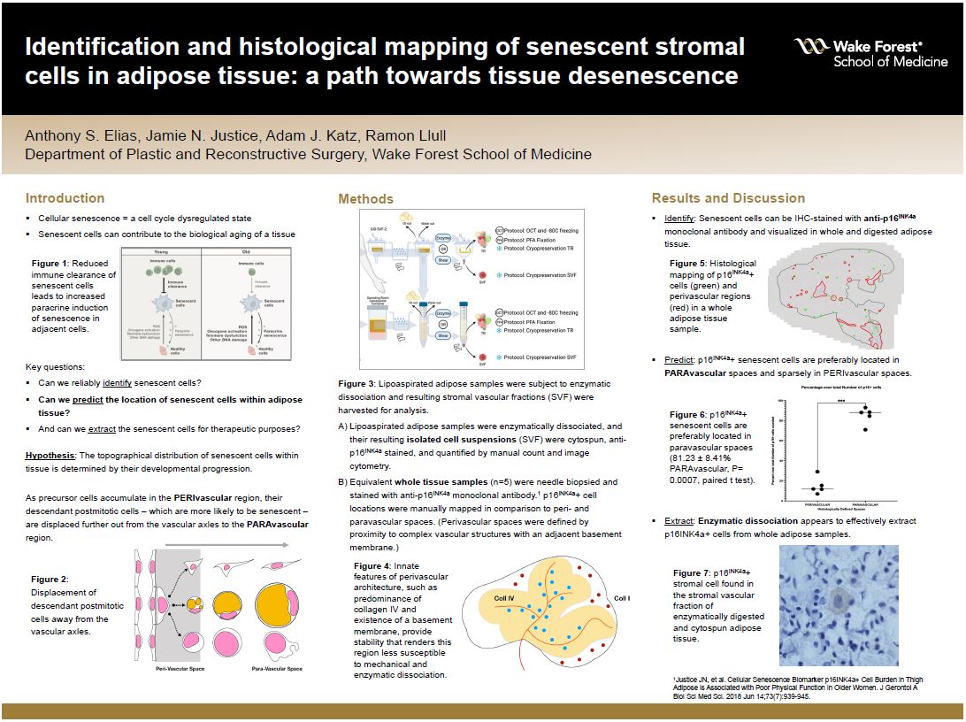 Showcase Image for Identification and histological mapping of senescent stromal cells in adipose tissue: a path towards tissue desenescence