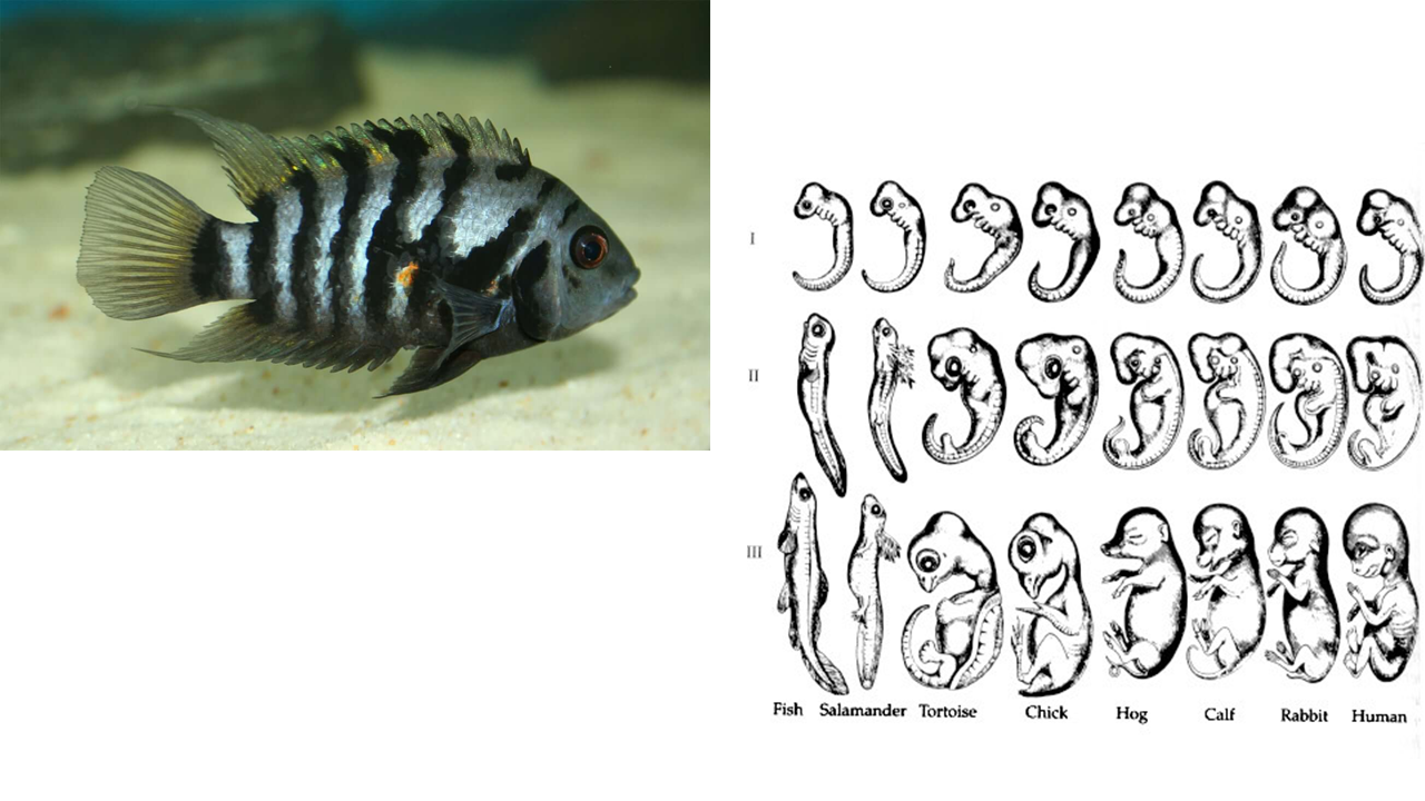 Showcase Image for How Transcription Factors Dlx2 and Ascl1 Associated with Embryonic Development May Contribute to Monogamous Behavior in Convict Cichlids