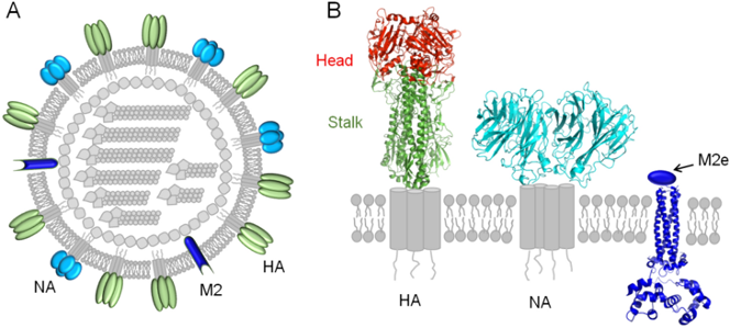 Showcase Image for Supplementation with Conserved M2 Ectodomains and Neuraminidase VLPs Enhances Cross Protective Efficacy of Influenza Vaccines 
