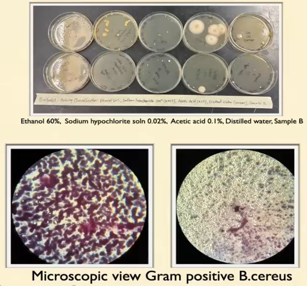 Showcase Image for SBP 21 - Efficiency of Different Disinfectants on Bacillus cereus Biofilms on Stainless-Steel Surfaces in Contact with Milk