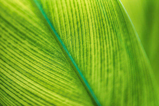 Showcase Image for SETAS Tech Fair: CheckMyPlant App