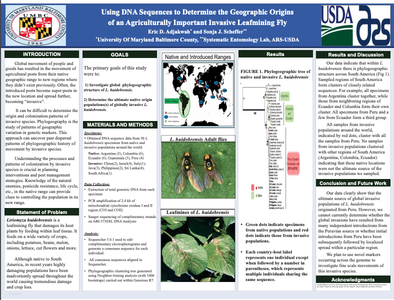 Showcase Image for Using DNA Sequences to Determine the Geographic Origins of an Agriculturally Important Invasive Leafmining Fly