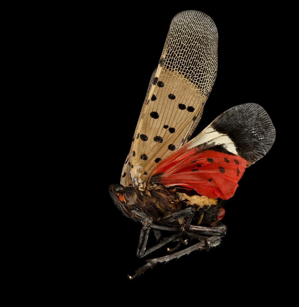 Showcase Image for Modeling the life cycle of the spotted lanternfly with management implications
