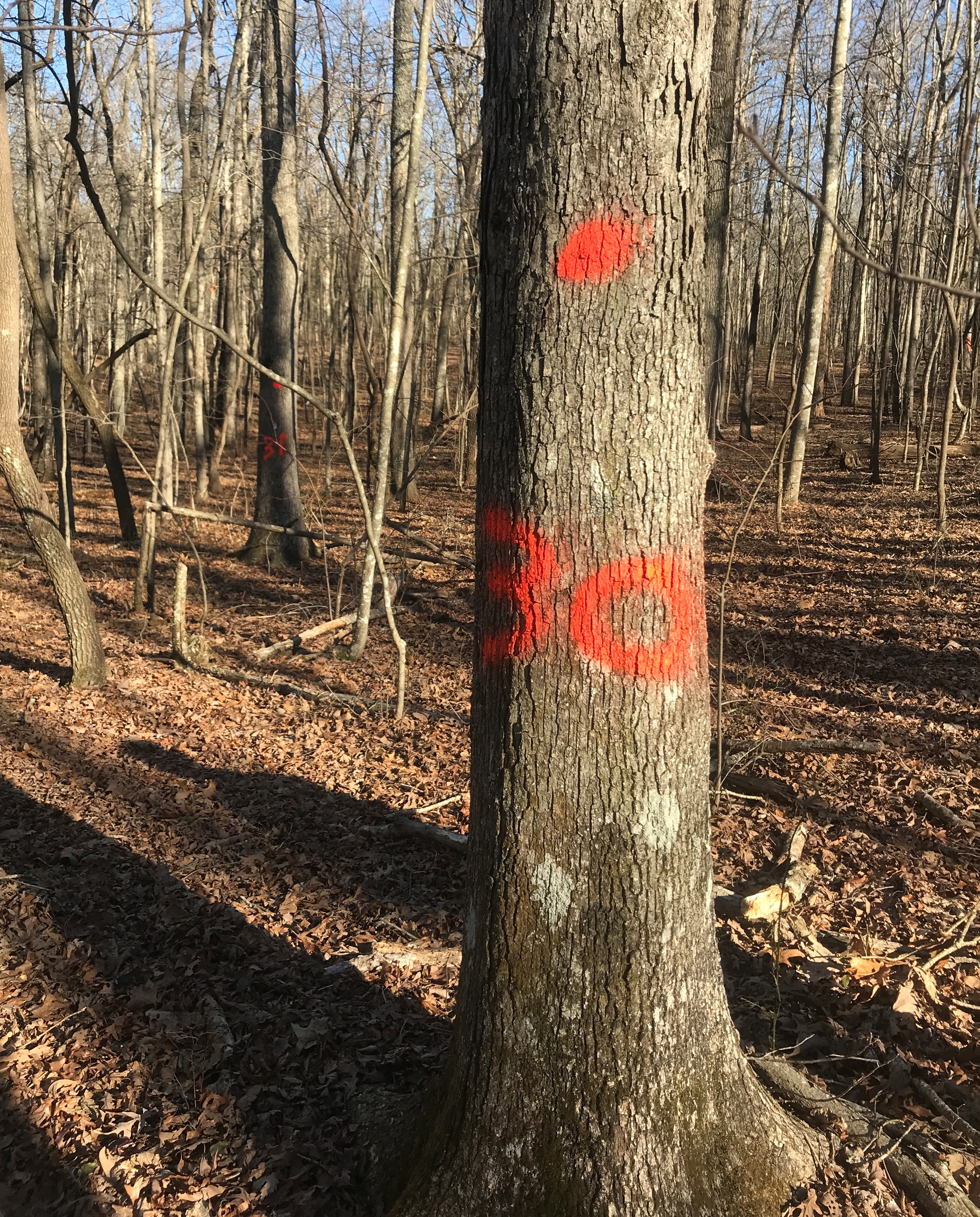 Showcase Image for The Growth and Development of Mid-story White Oak 44 Years after a High-Grade Harvest